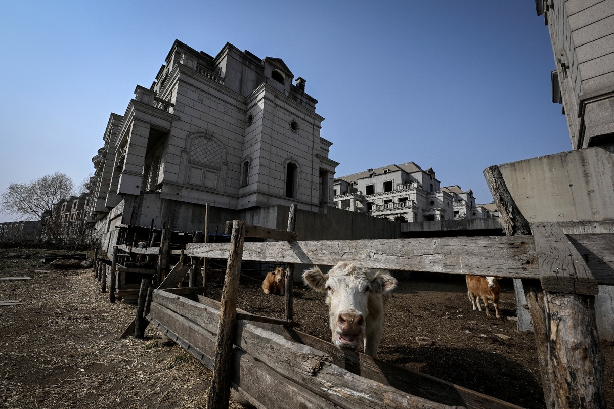 , Chine: au milieu des villas de luxe inachevées, des vaches