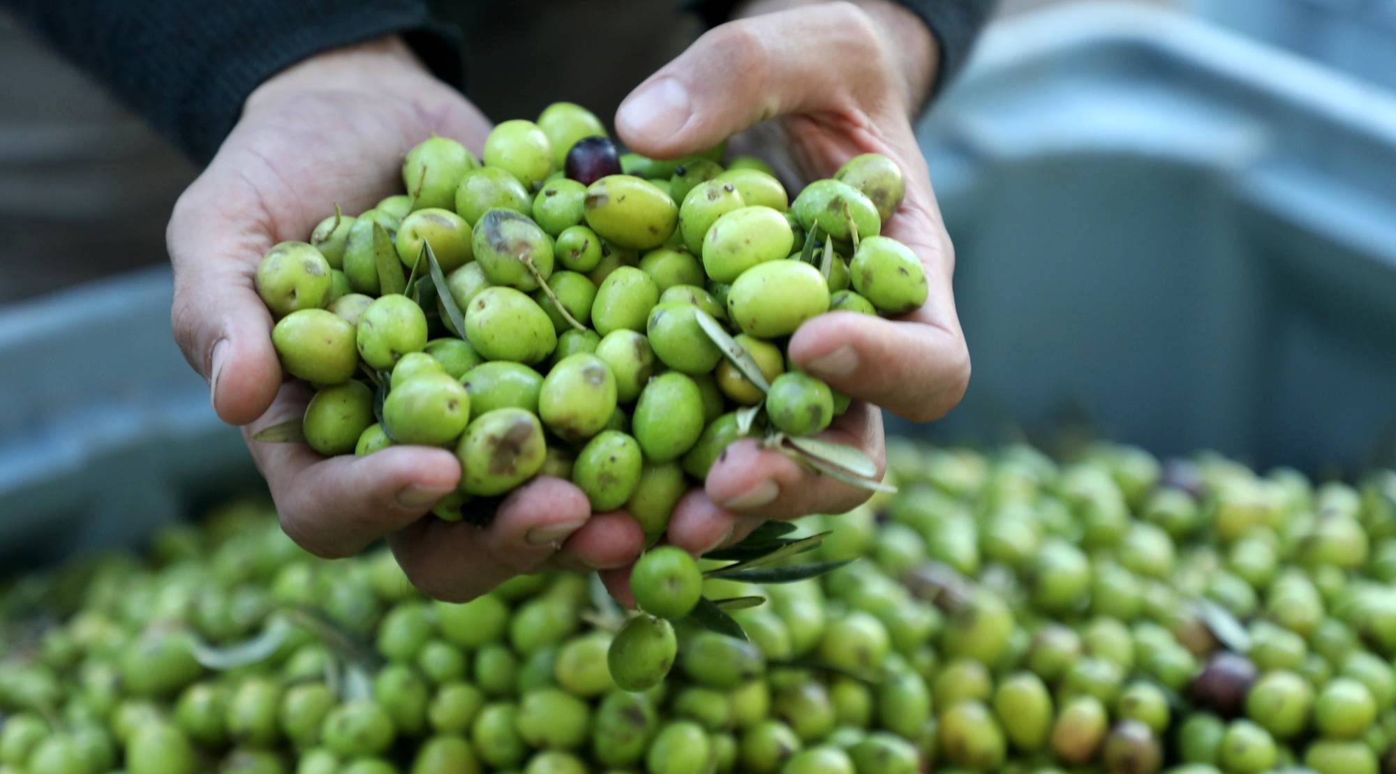 , 30 € le prix moyen du litre : comment l&rsquo;huile d’olive made in France est devenue un produit de luxe