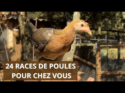, A Grabels, Caroline et ses poules de luxe font le buzz sur Youtube